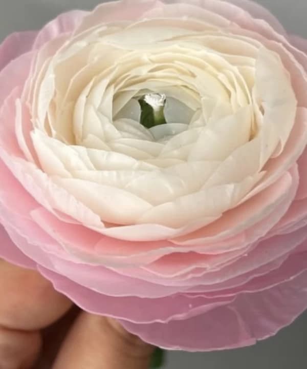 Realistic French Rose Candle